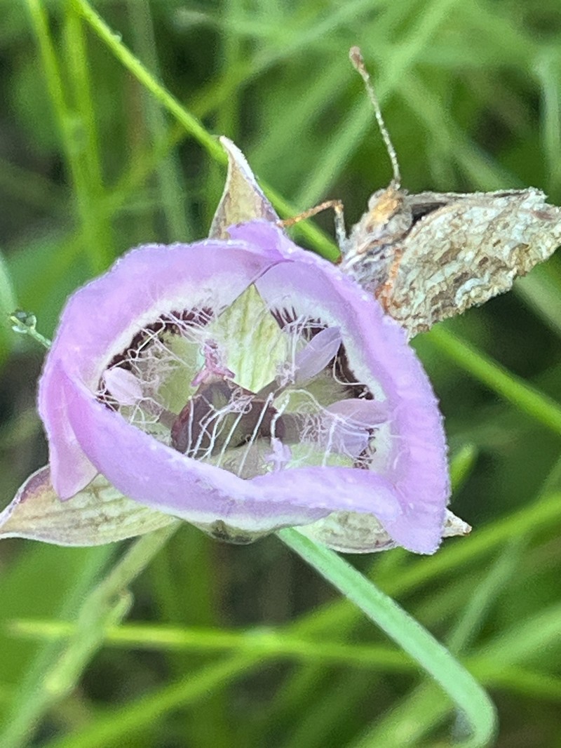 Calochortus longebarbatus var. peckii