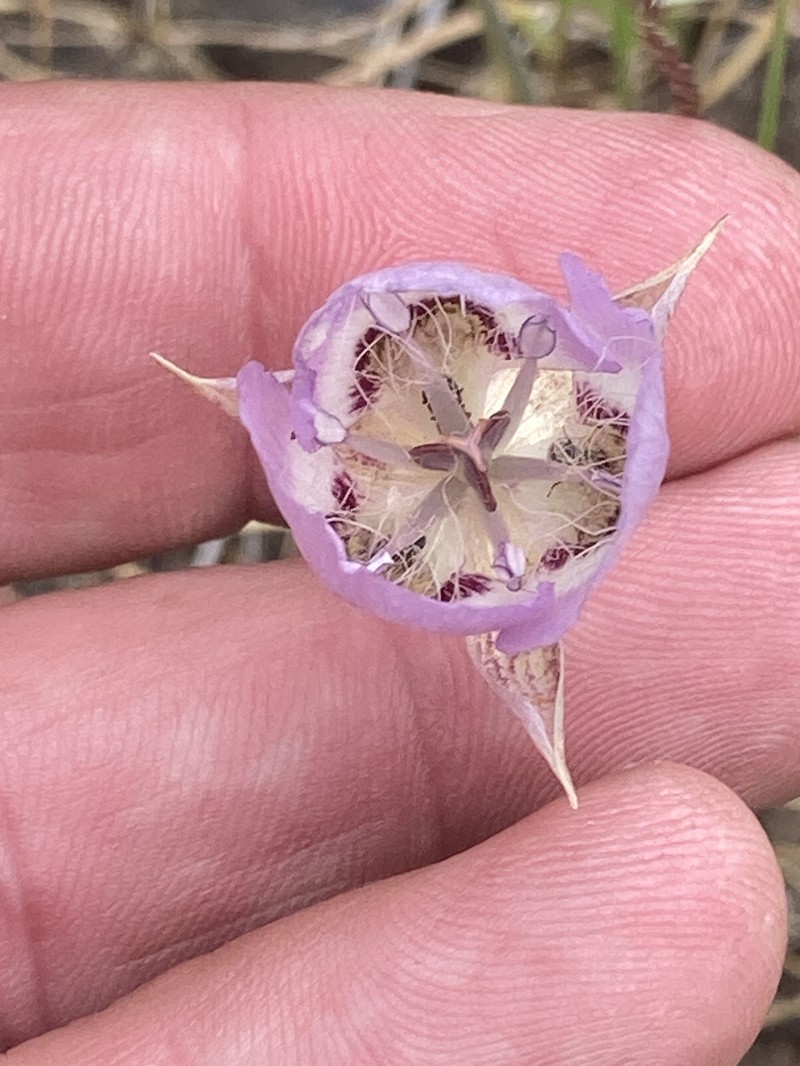 Calochortus longebarbatus var. peckii photo 2