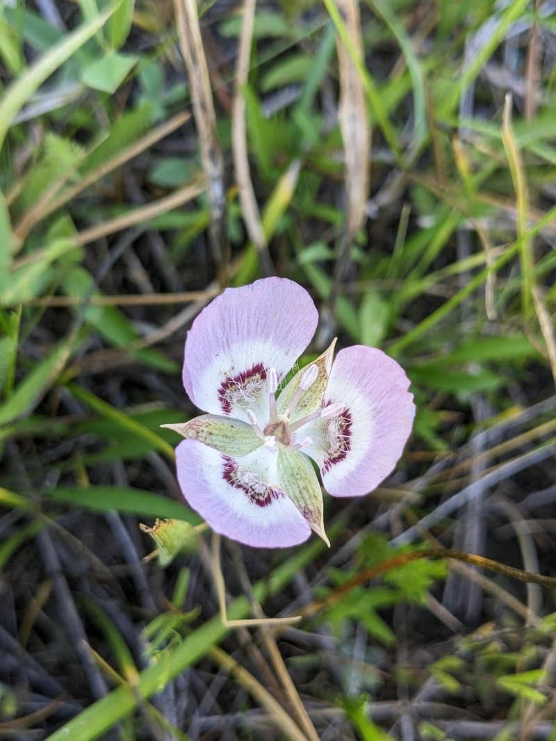 Calochortus longebarbatus var. peckii photo 3