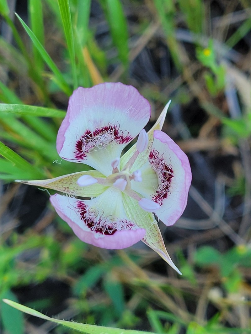 Calochortus longebarbatus var. peckii photo 4