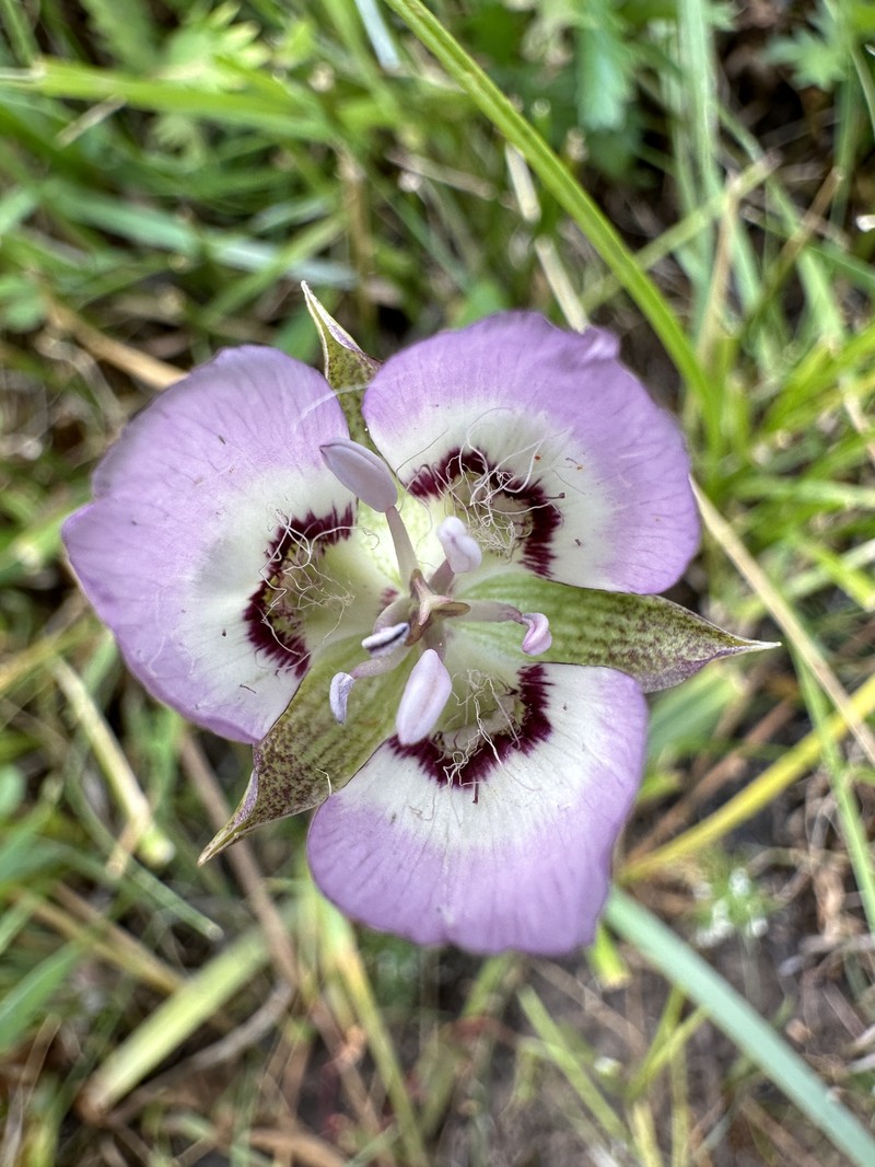 Calochortus longebarbatus var. peckii photo 5