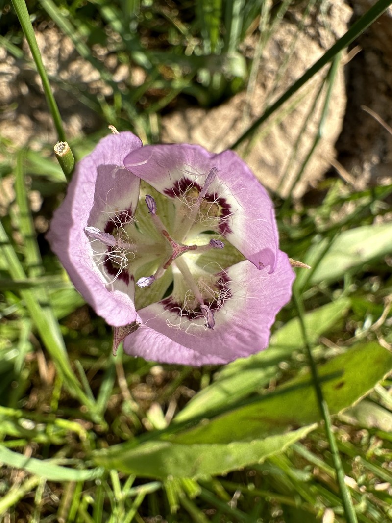 Calochortus longebarbatus var. peckii photo 6