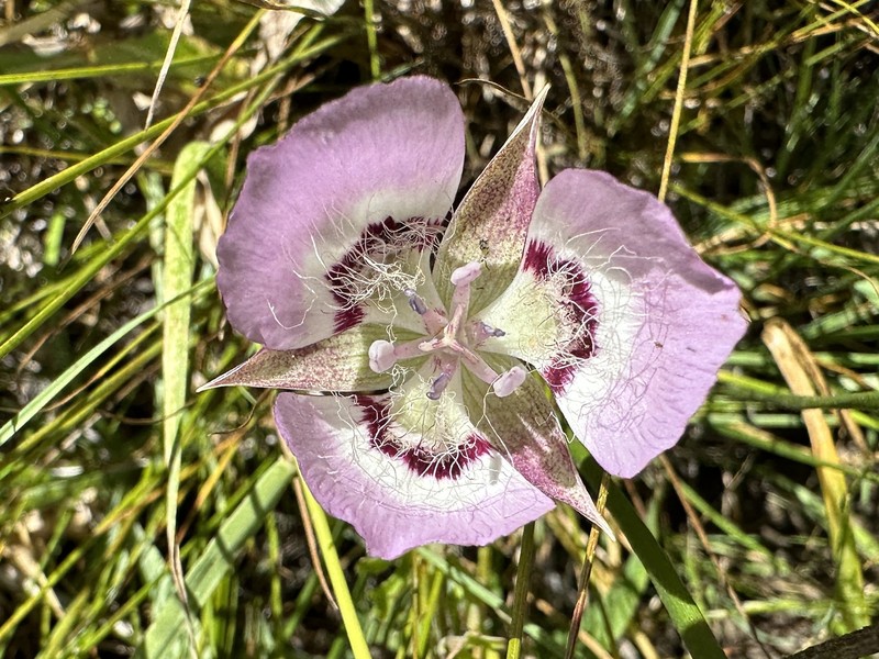 Calochortus longebarbatus var. peckii photo 7
