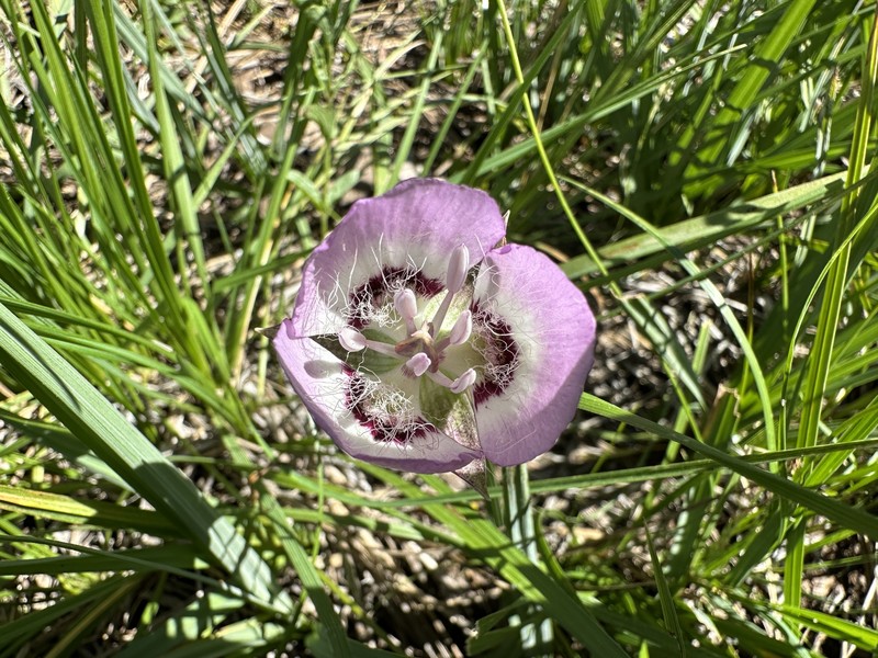 Calochortus longebarbatus var. peckii photo 8