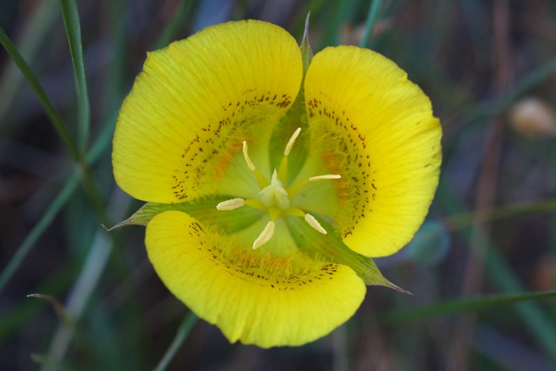 Yellow Mariposa Lily