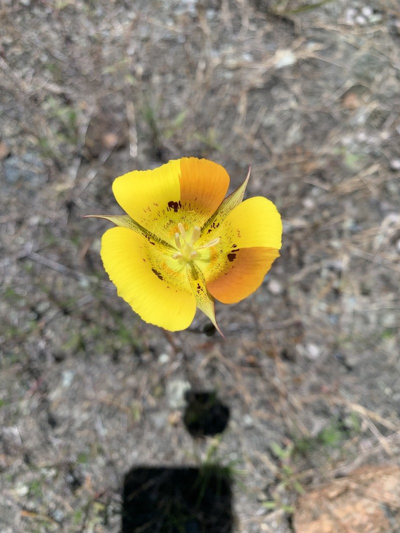 Yellow Mariposa Lily photo 2