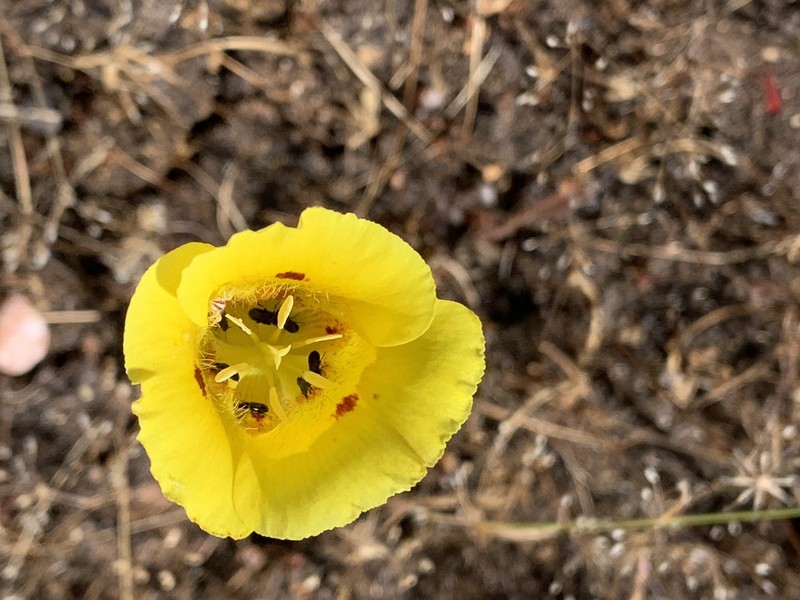 Yellow Mariposa Lily photo 3