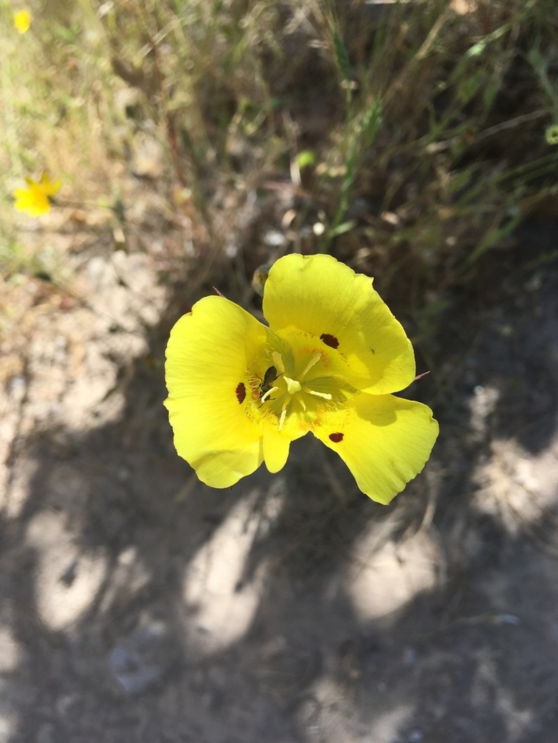 Yellow Mariposa Lily photo 4
