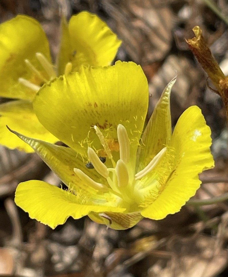 Yellow Mariposa Lily photo 5
