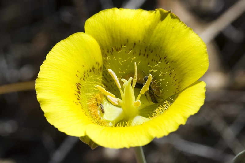 Yellow Mariposa Lily photo 6