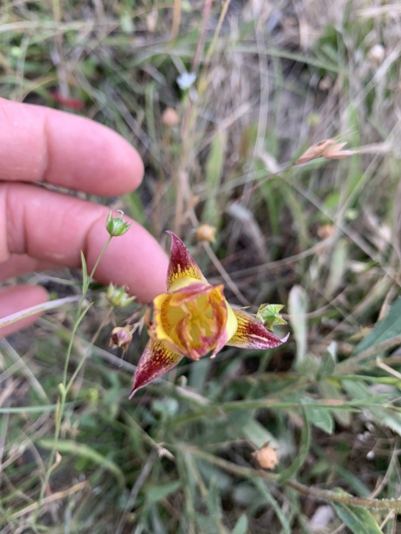 Yellow Mariposa Lily photo 7
