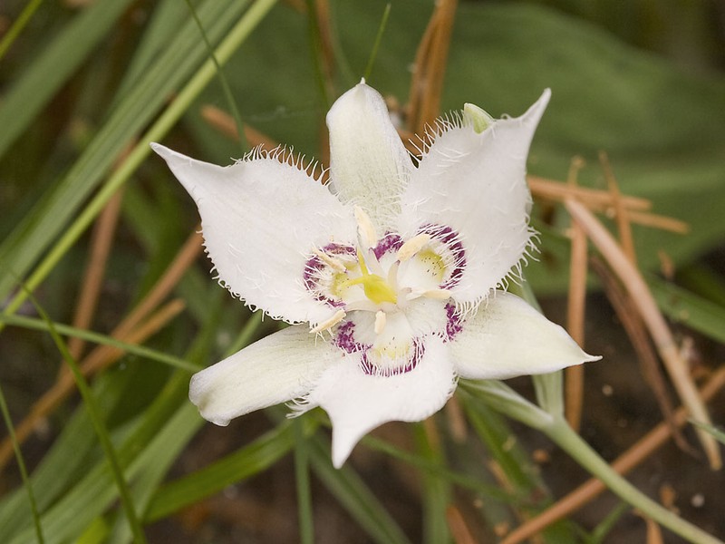 Lyall's Mariposa Lily photo 2