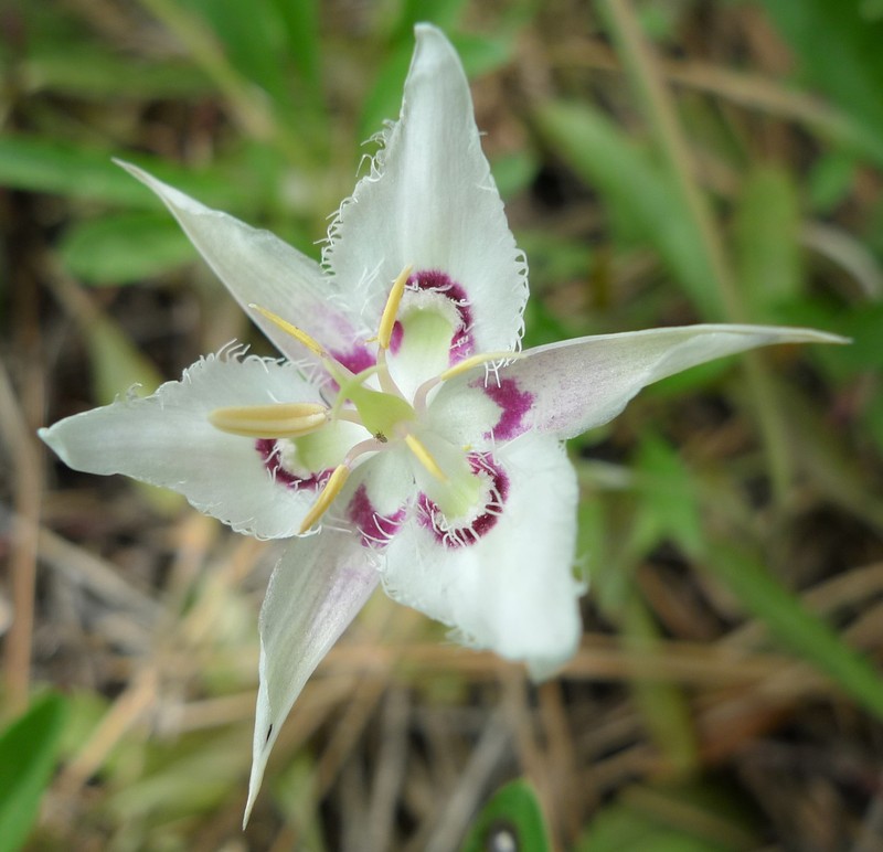 Lyall's Mariposa Lily