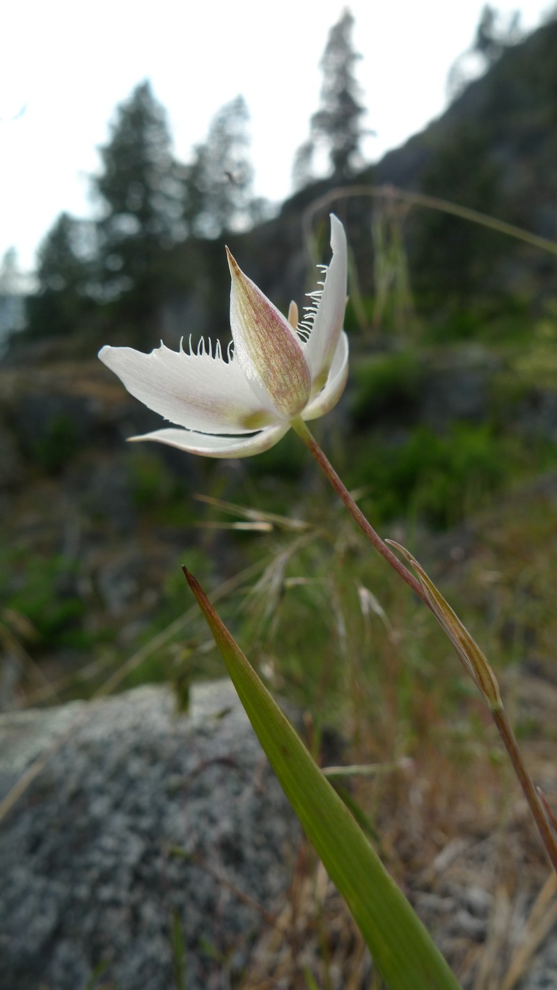 Lyall's Mariposa Lily photo 3