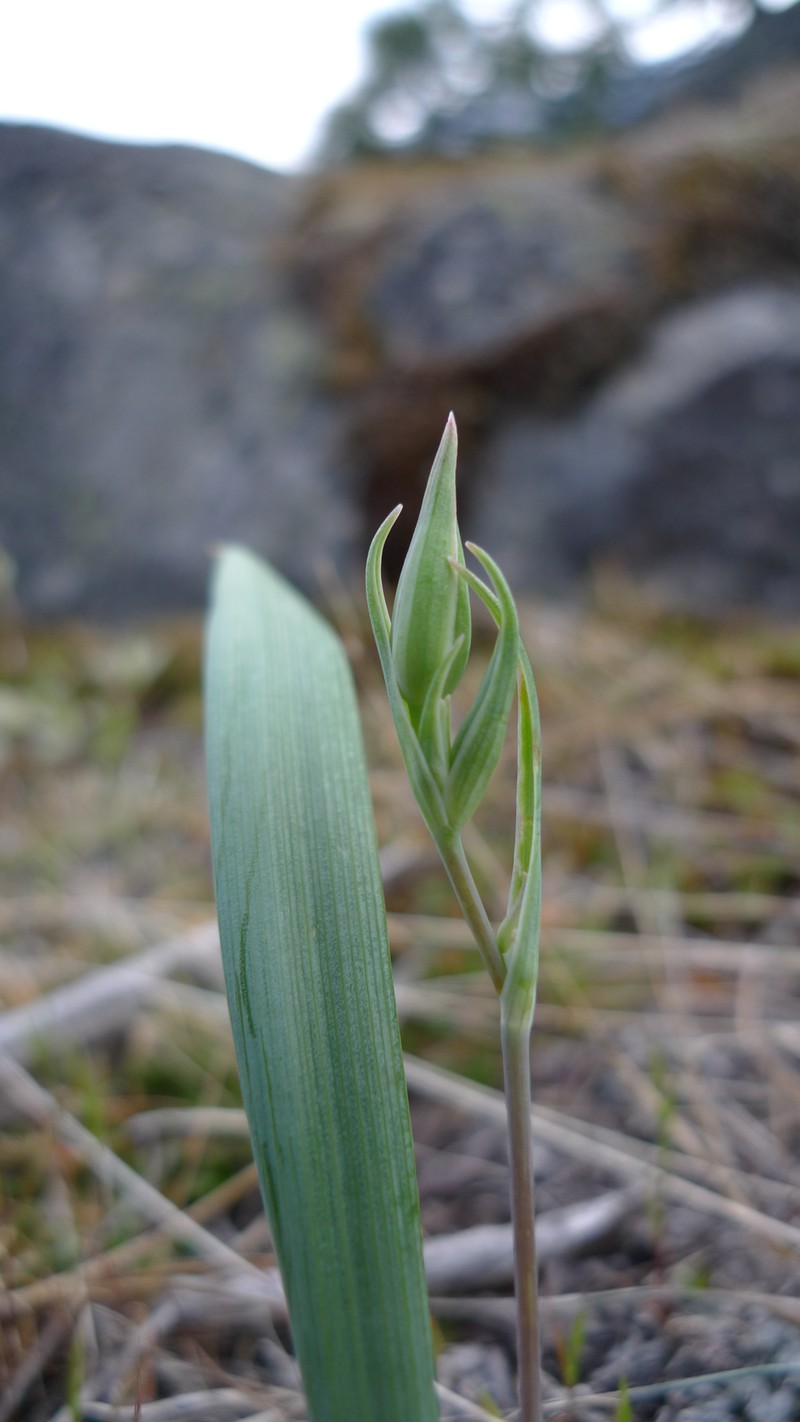 Lyall's Mariposa Lily photo 4