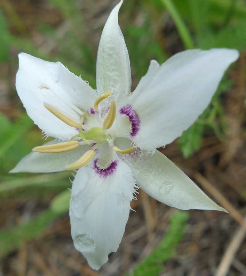 Lyall's Mariposa Lily photo 5
