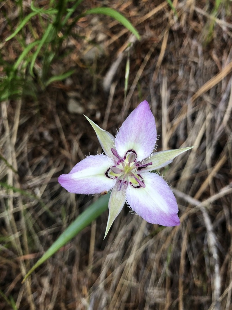 Lyall's Mariposa Lily photo 6