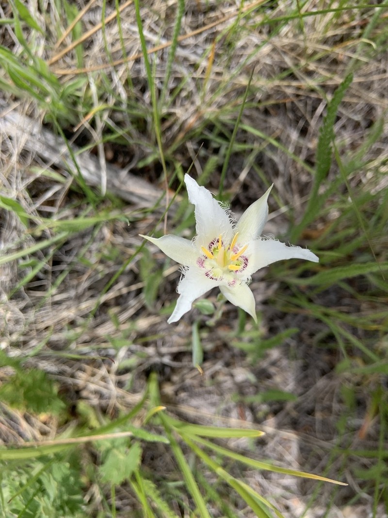 Lyall's Mariposa Lily photo 7