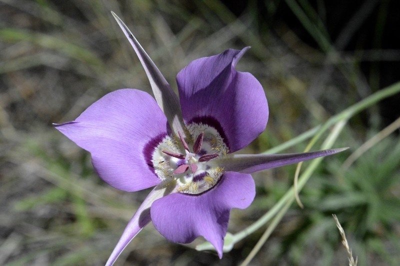 Sagebrush Mariposa Lily photo 2