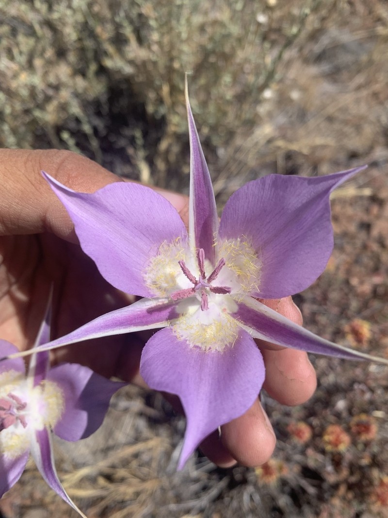 Sagebrush Mariposa Lily photo 3