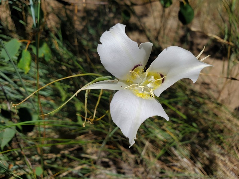 Sagebrush Mariposa Lily photo 4