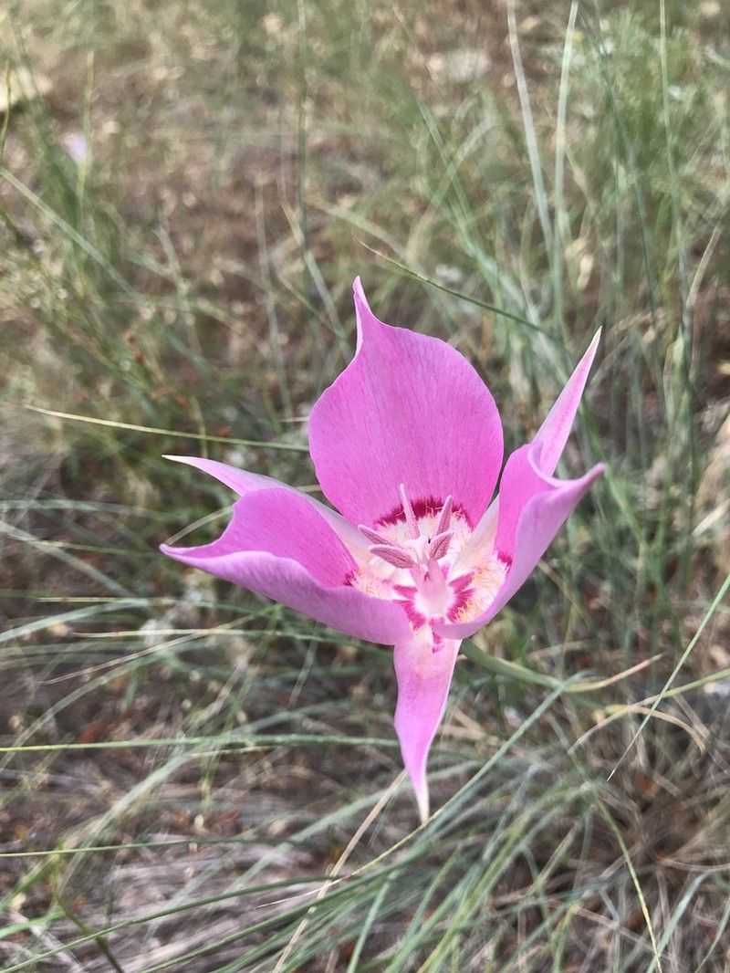 Sagebrush Mariposa Lily photo 5