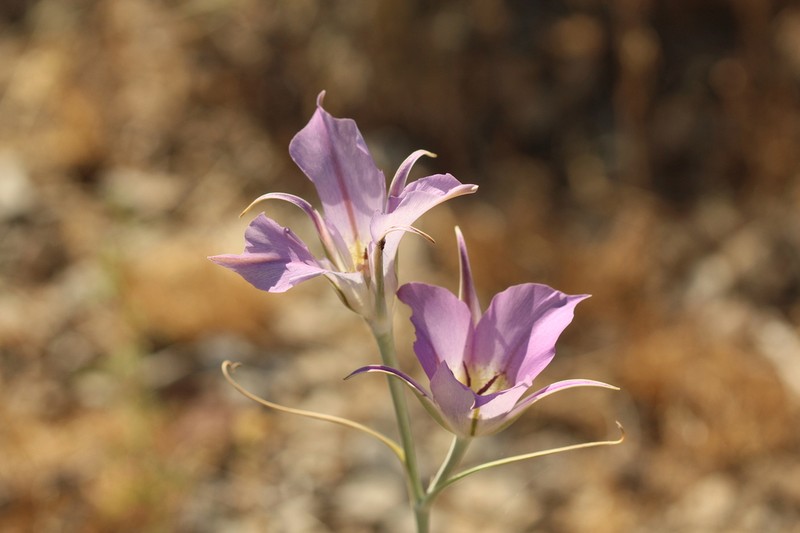 Sagebrush Mariposa Lily photo 6