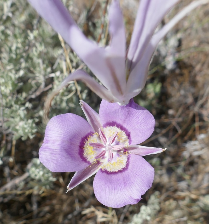 Sagebrush Mariposa Lily photo 7
