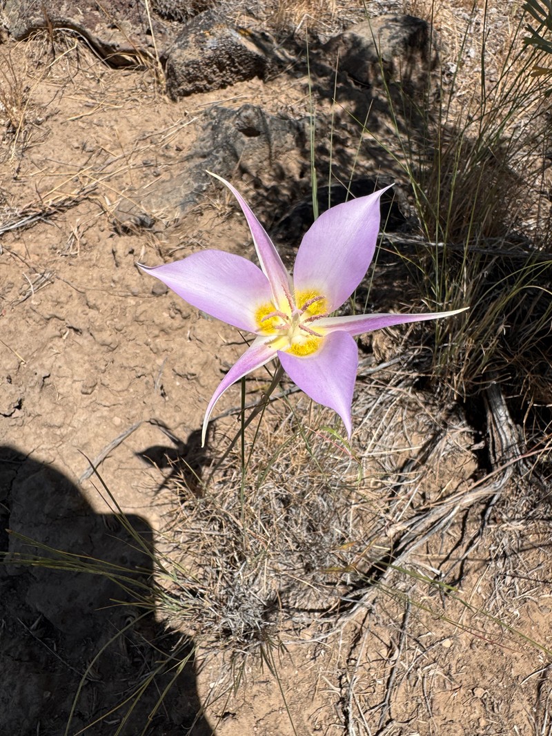 Calochortus macrocarpus var. macrocarpus