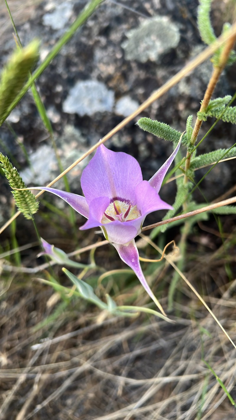 Calochortus macrocarpus var. macrocarpus photo 3