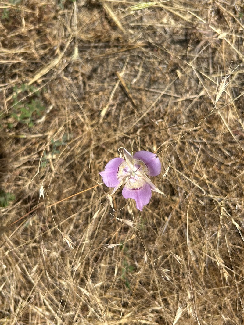 Calochortus macrocarpus var. macrocarpus photo 4