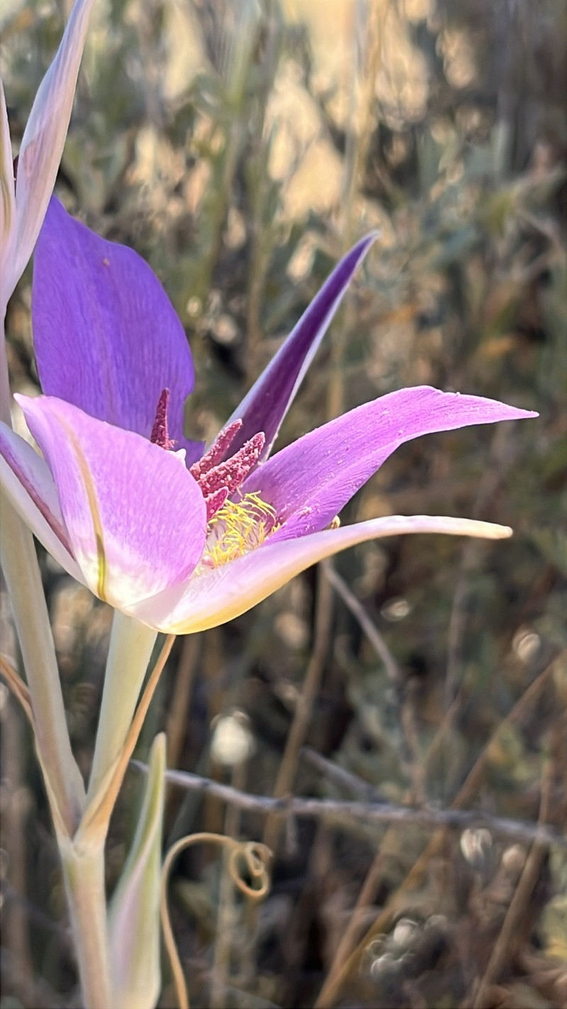 Calochortus macrocarpus var. macrocarpus photo 5