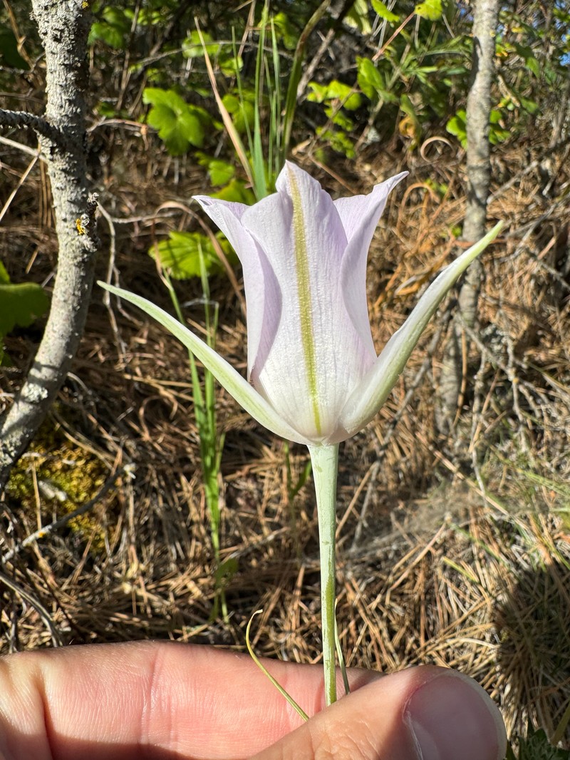 Calochortus macrocarpus var. macrocarpus photo 6