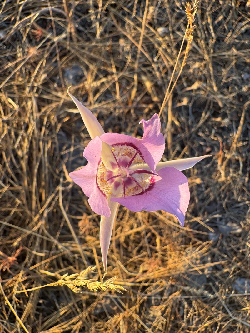 Calochortus macrocarpus var. macrocarpus photo 8