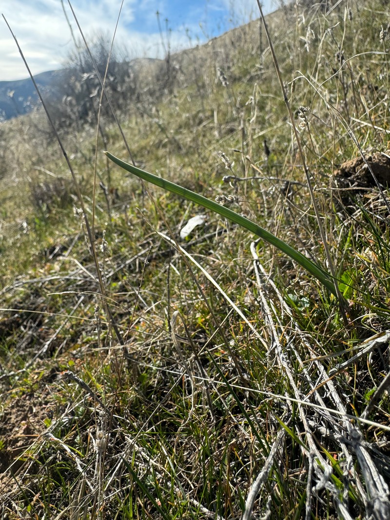 Calochortus macrocarpus var. maculosus