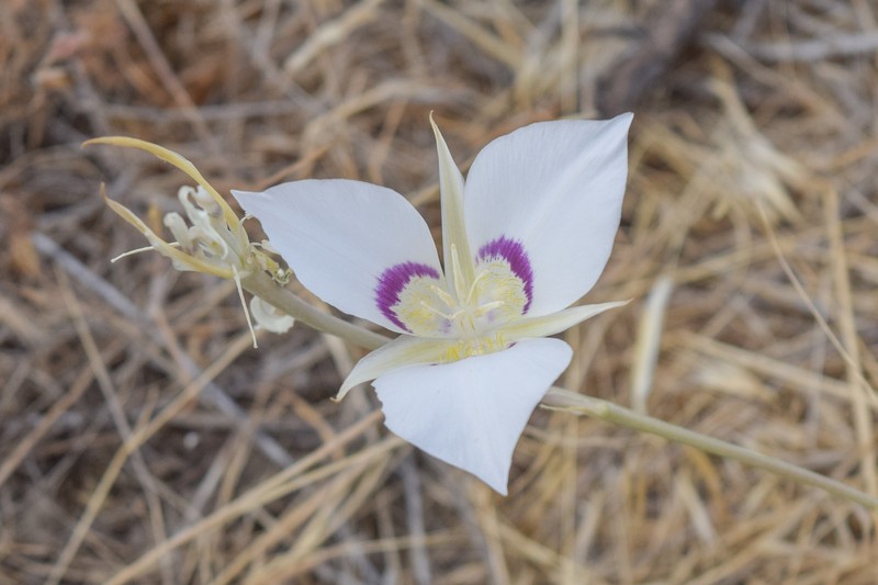 Calochortus macrocarpus var. maculosus photo 2