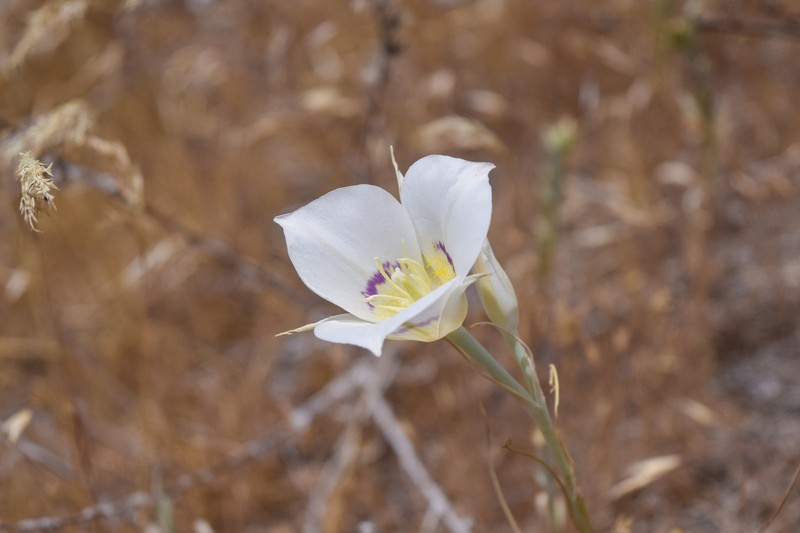 Calochortus macrocarpus var. maculosus photo 3