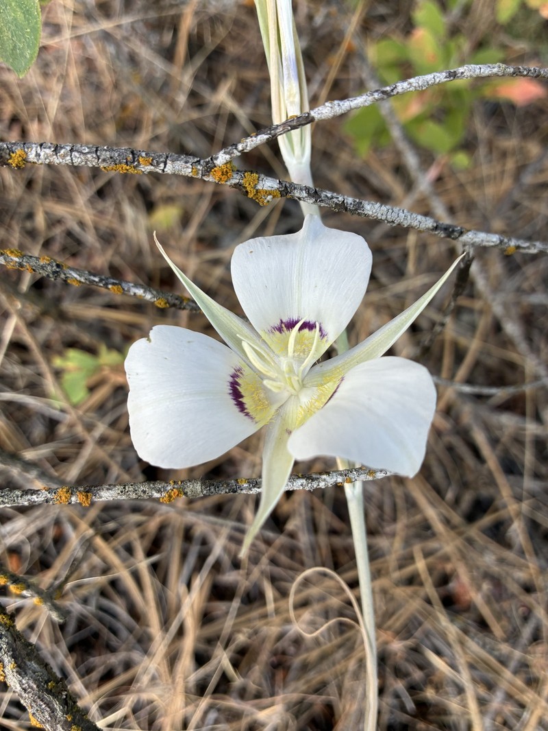 Calochortus macrocarpus var. maculosus photo 4