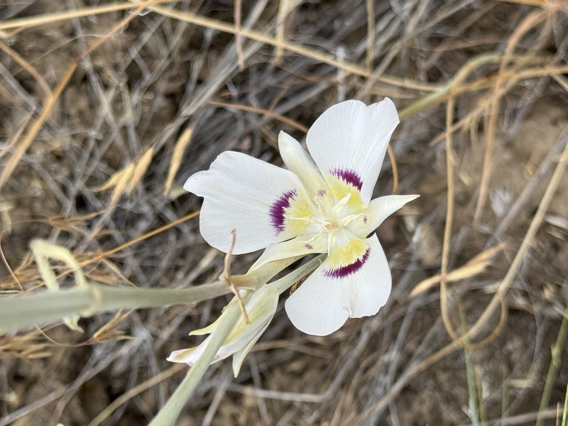 Calochortus macrocarpus var. maculosus photo 5