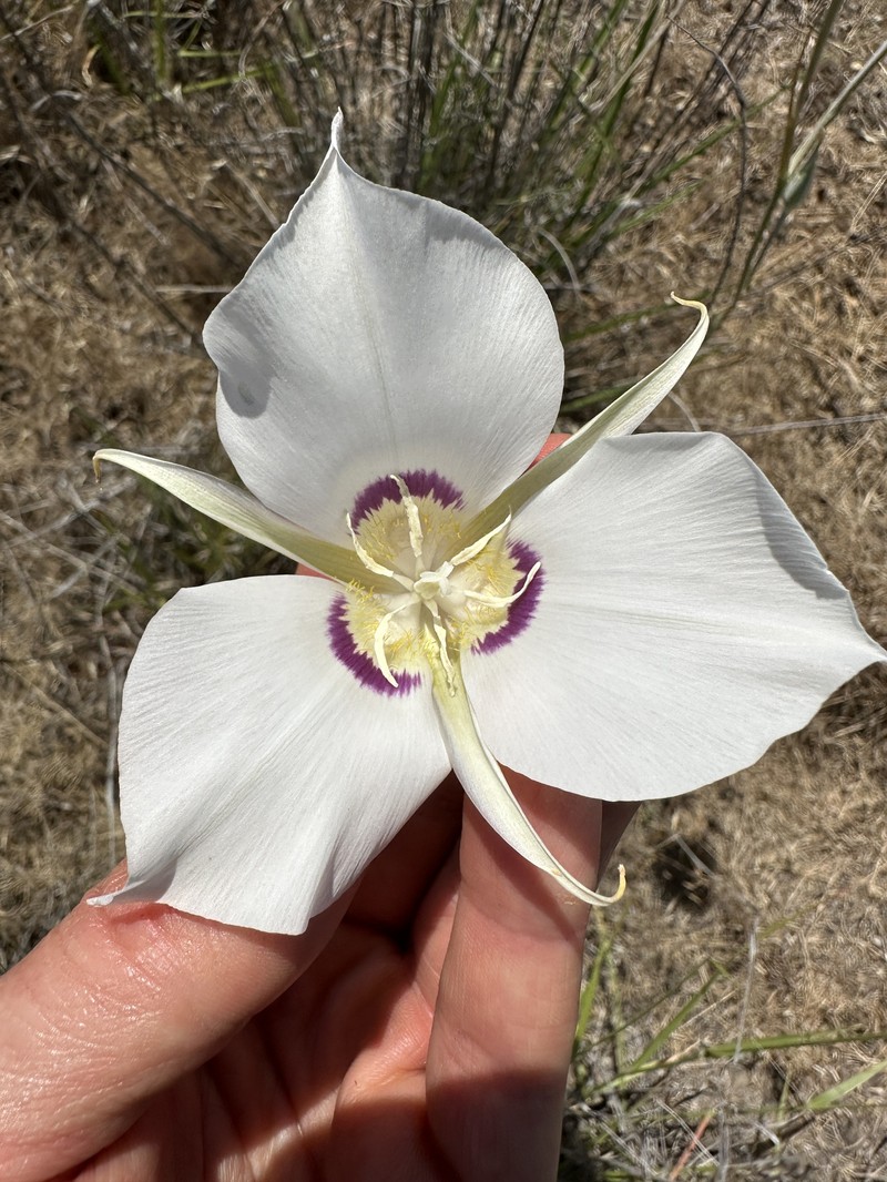 Calochortus macrocarpus var. maculosus photo 6