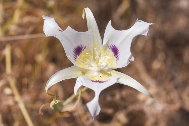 Calochortus macrocarpus var. maculosus photo 7