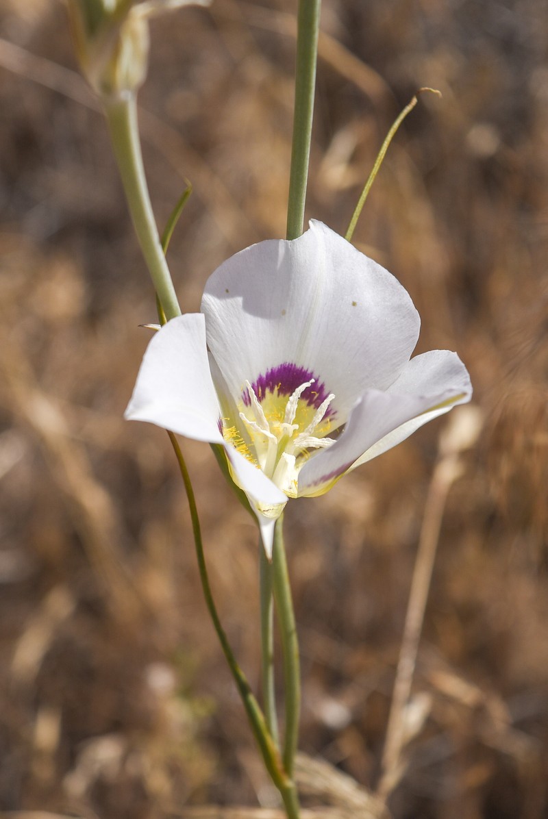 Calochortus macrocarpus var. maculosus photo 8