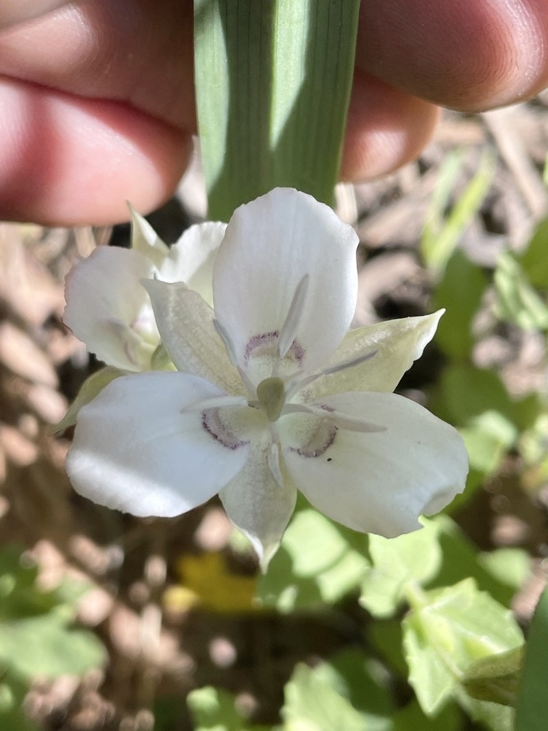 Sierra Mariposa Lily photo 3