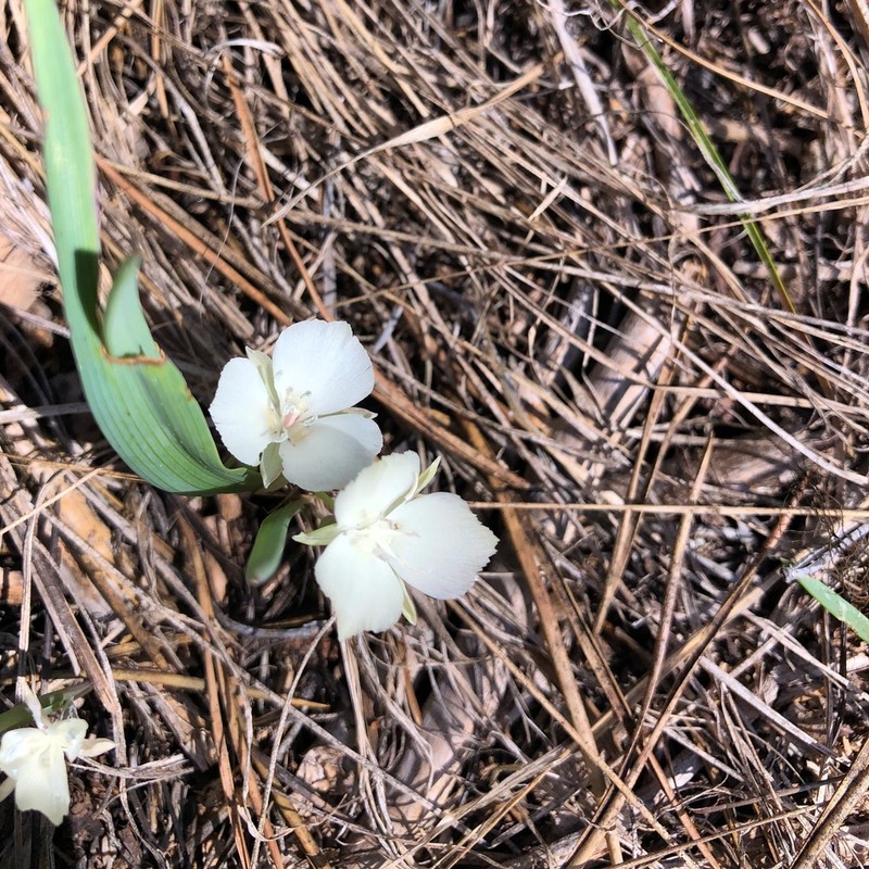 Sierra Mariposa Lily photo 4