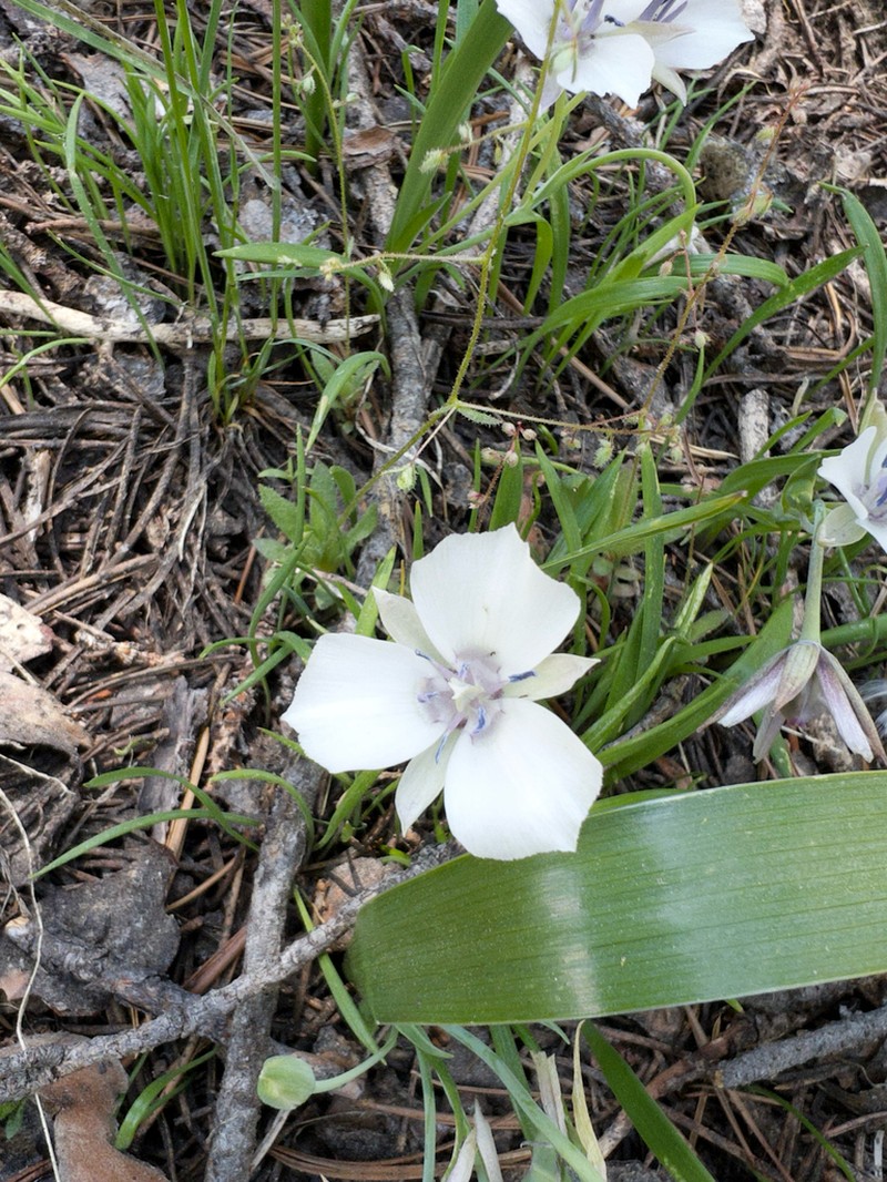 Sierra Mariposa Lily photo 5
