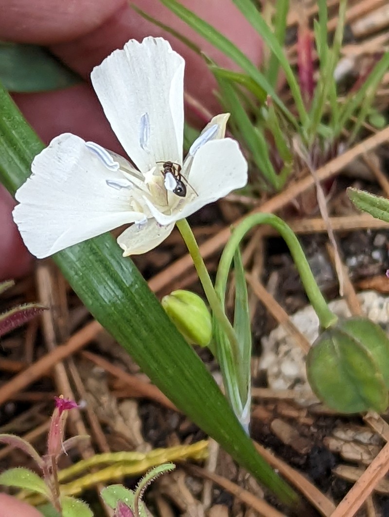 Sierra Mariposa Lily photo 6