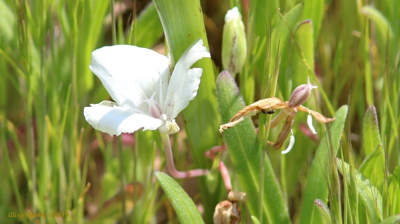 Sierra Mariposa Lily photo 7