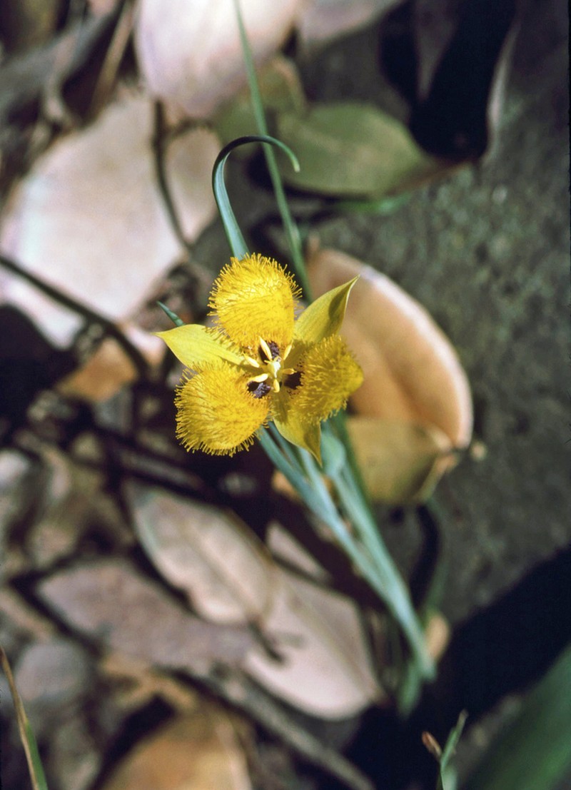Yellow Star-Tulip photo 2