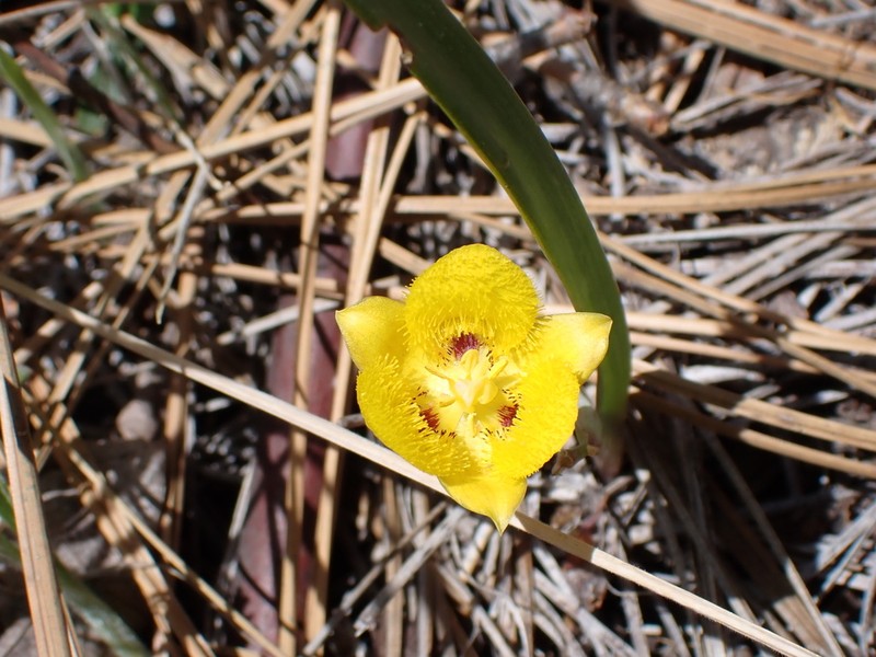 Yellow Star-Tulip photo 3