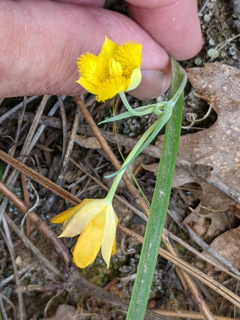 Yellow Star-Tulip photo 4